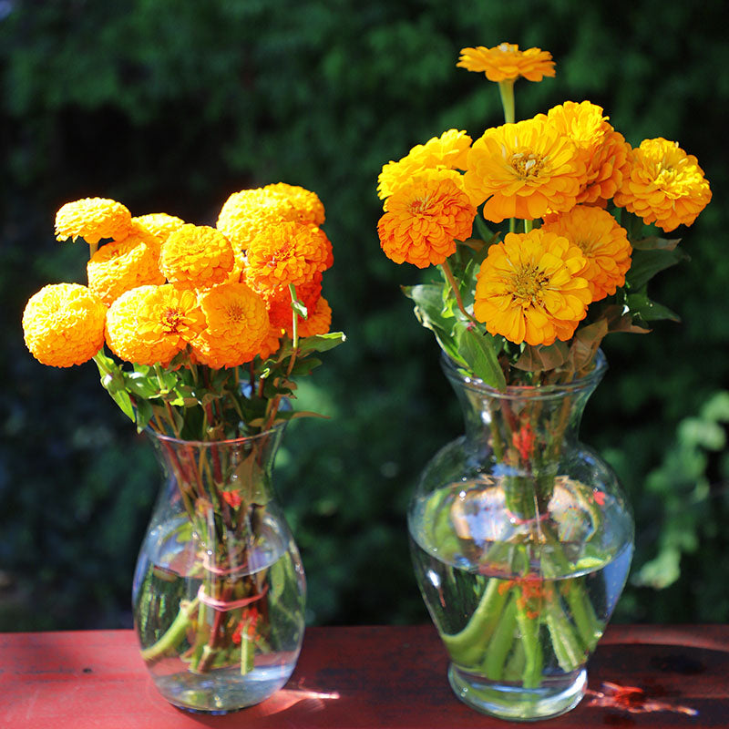 Zinnia Oklahoma Golden Yellow Seed