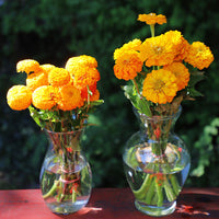 Zinnia Oklahoma Golden Yellow Seed