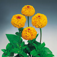 Zinnia Oklahoma Golden Yellow Seed