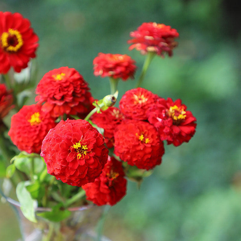 Zinnia Oklahoma Scarlet Seed