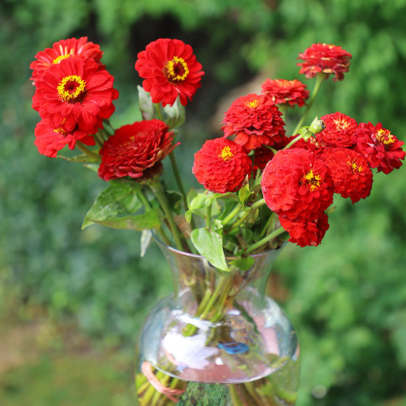 Zinnia Oklahoma Scarlet Seed