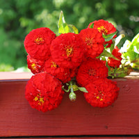 Zinnia Oklahoma Scarlet Seed