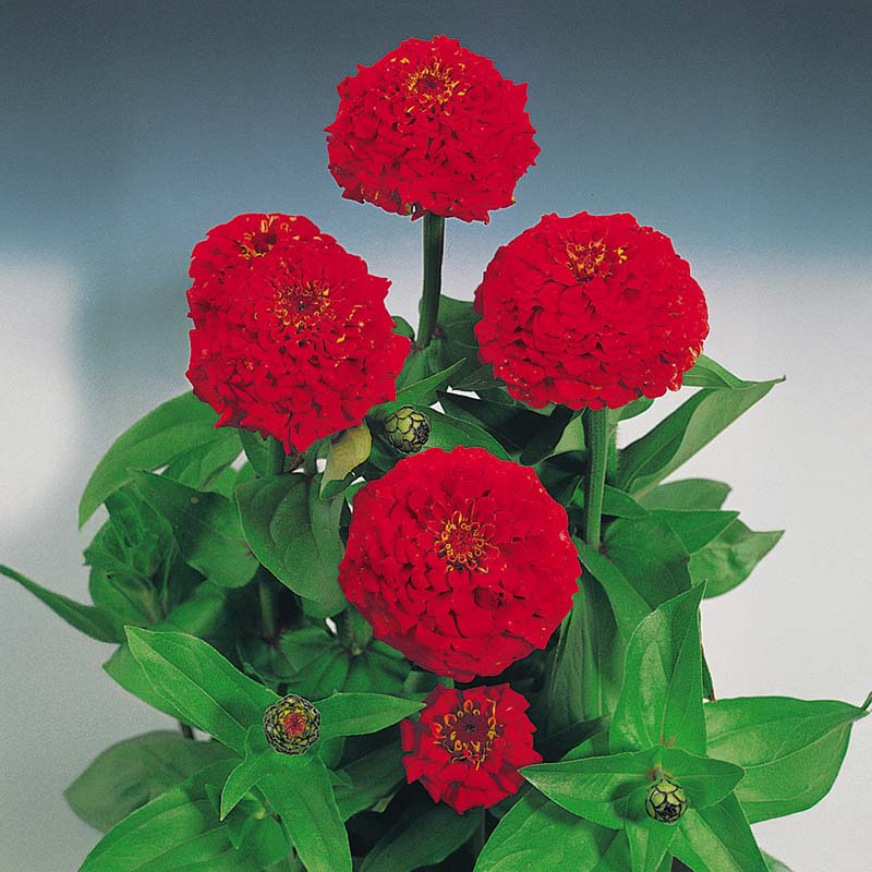 Zinnia Oklahoma Scarlet Seed