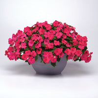 Impatiens Beacon Rose Seed