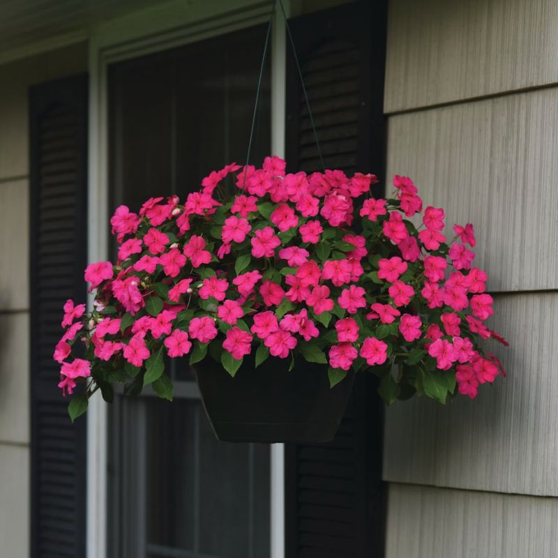Impatiens Beacon Rose Seed
