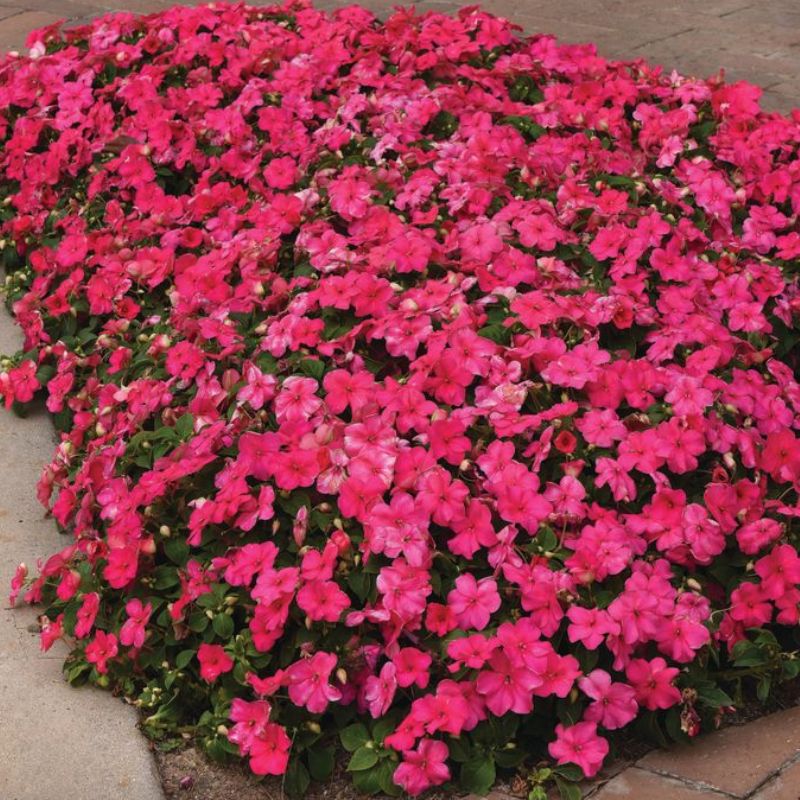 Impatiens Beacon Rose Seed
