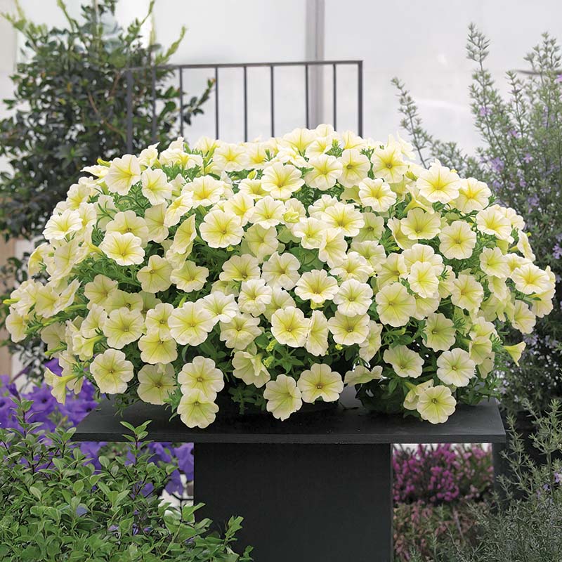 Petunia Opera Supreme Lemon F1 Seed