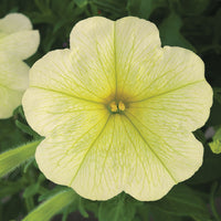 Petunia Opera Supreme Lemon F1 Seed