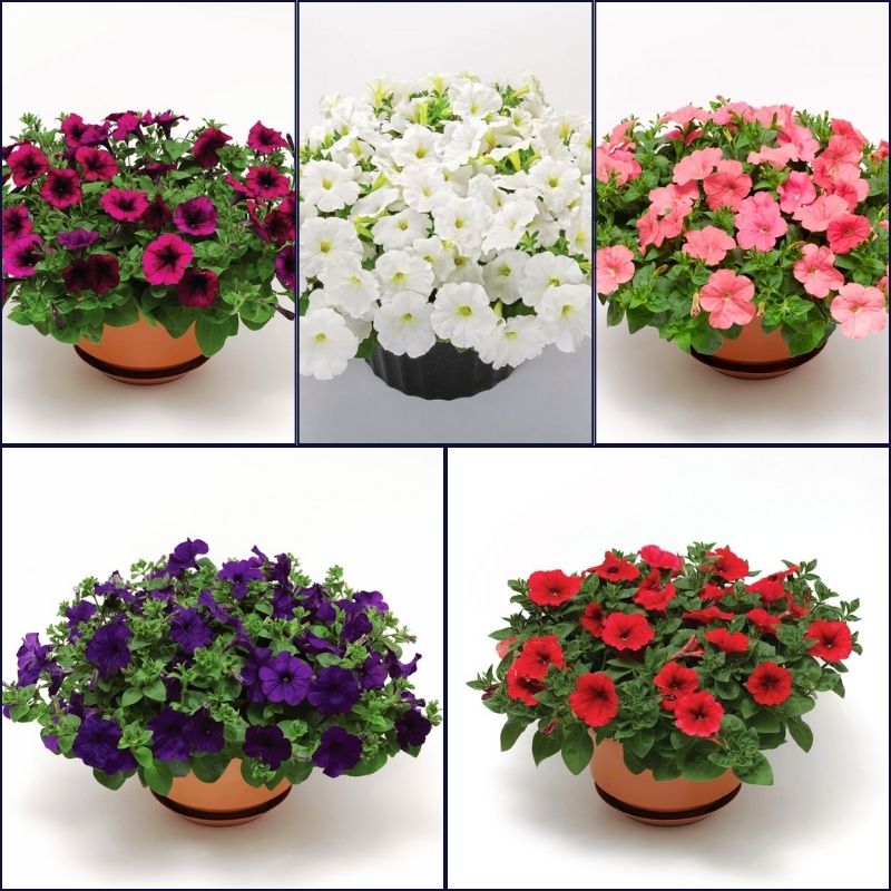 Petunia FotoFinish Mix F1 Seed