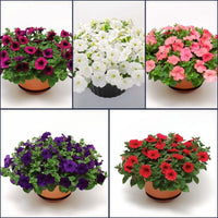 Petunia FotoFinish Mix F1 Seed