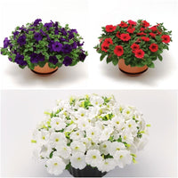 Petunia FotoFinish Patriot Mix F1 Seed