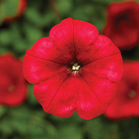 Petunia FotoFinish Red F1 Seed