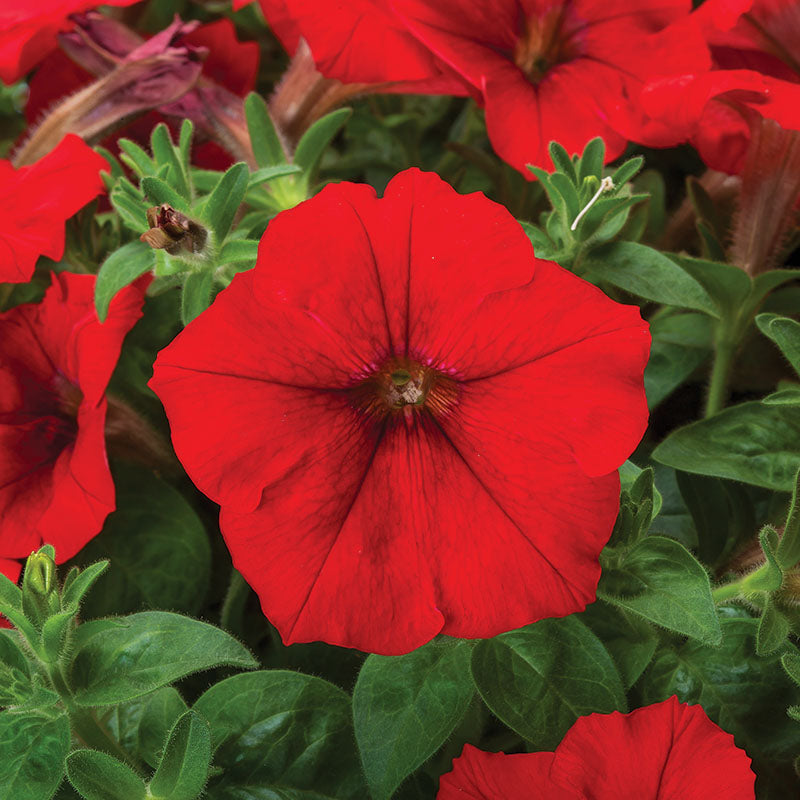 Petunia FotoFinish Red F1 Seed