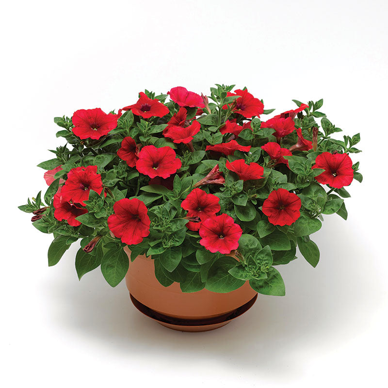 Petunia FotoFinish Red F1 Seed