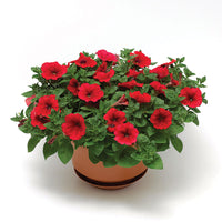 Petunia FotoFinish Red F1 Seed
