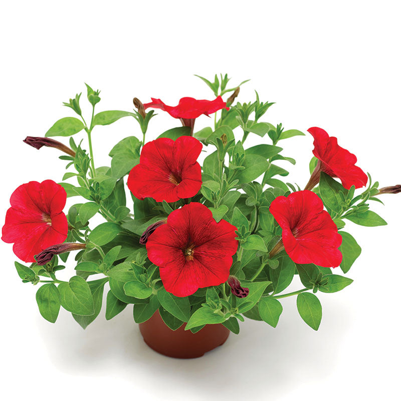 Petunia FotoFinish Red F1 Seed