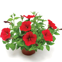 Petunia FotoFinish Red F1 Seed