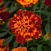 Marigold Happy Mix Seed