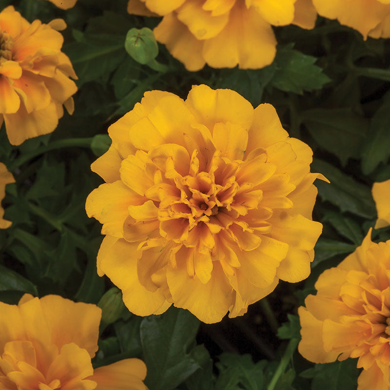 Marigold Happy Mix Seed