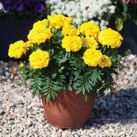 Marigold Endurance Yellow F1 Seed