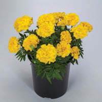 Marigold Endurance Yellow F1 Seed