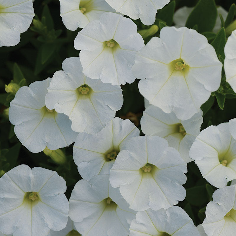 Petunia Shock Wave White F1 Seed