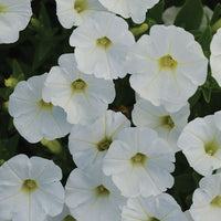 Petunia Shock Wave White F1 Seed