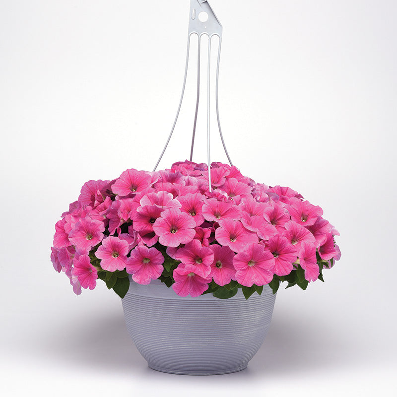 Petunia E3 Easy Wave Pink Cosmo F1 Seed