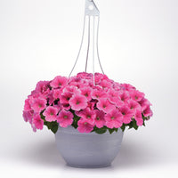 Petunia E3 Easy Wave Pink Cosmo F1 Seed
