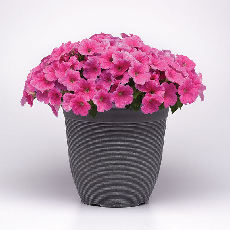 Petunia E3 Easy Wave Pink Cosmo F1 Seed