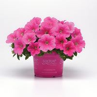 Petunia E3 Easy Wave Pink Cosmo F1 Seed