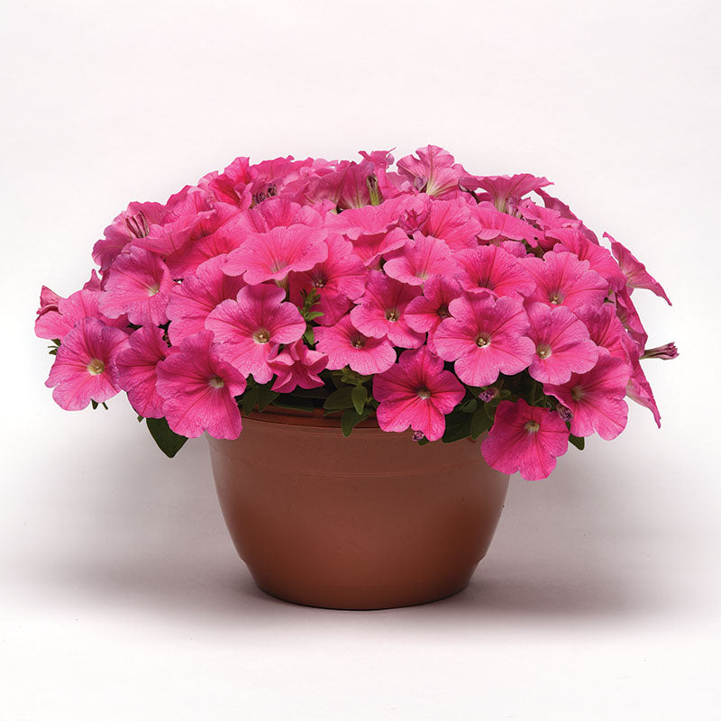 Petunia E3 Easy Wave Pink Cosmo F1 Seed