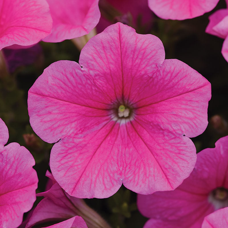 Petunia E3 Easy Wave Pink Cosmo F1 Seed