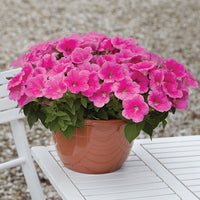 Petunia E3 Easy Wave Pink Cosmo F1 Seed