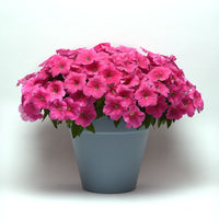 Petunia E3 Easy Wave Pink Cosmo F1 Seed