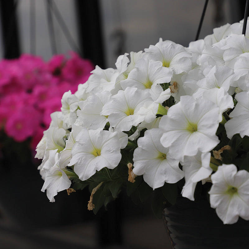 Petunia E3 Easy Wave White F1 Seed