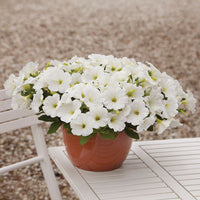 Petunia E3 Easy Wave White F1 Seed
