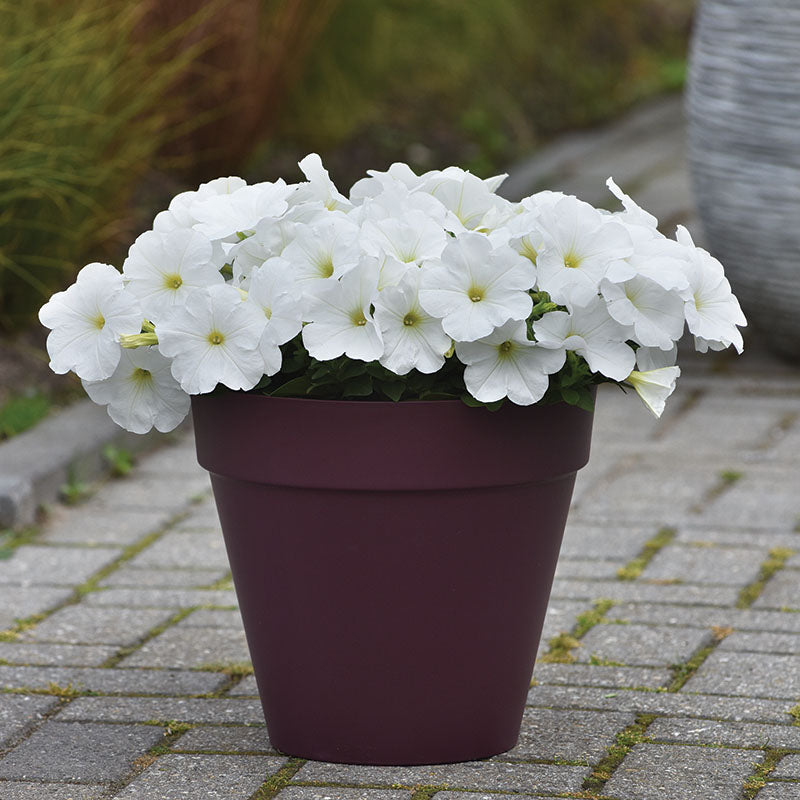 Petunia E3 Easy Wave White F1 Seed
