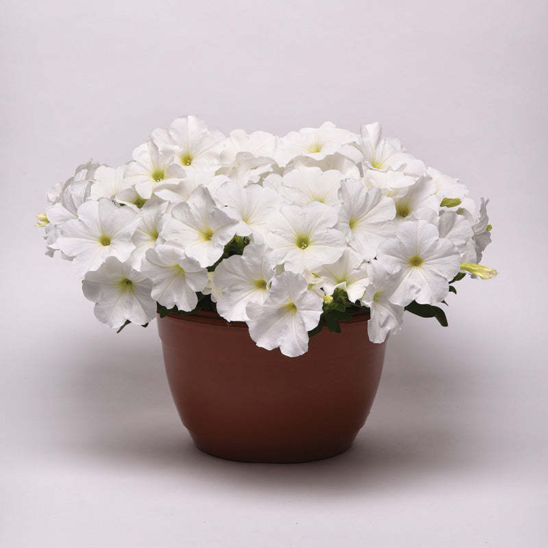 Petunia E3 Easy Wave White F1 Seed