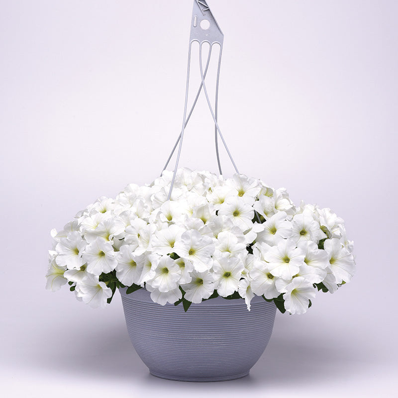 Petunia E3 Easy Wave White F1 Seed