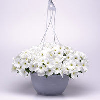 Petunia E3 Easy Wave White F1 Seed