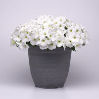 Petunia E3 Easy Wave White F1 Seed