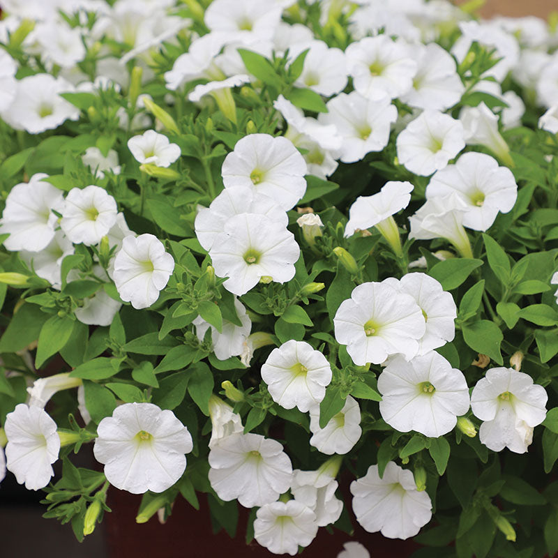 Petunia E3 Easy Wave White F1 Seed