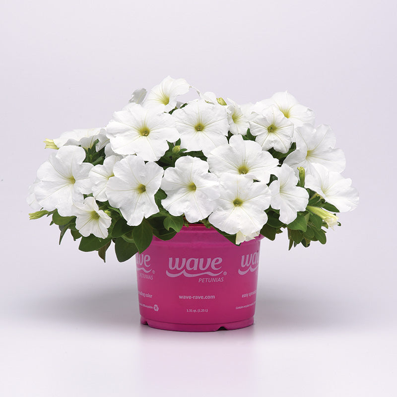 Petunia E3 Easy Wave White F1 Seed