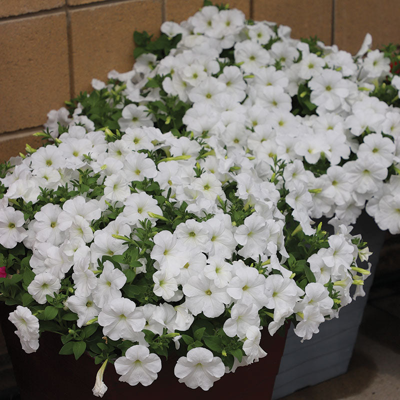 Petunia E3 Easy Wave White F1 Seed