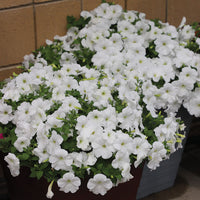 Petunia E3 Easy Wave White F1 Seed