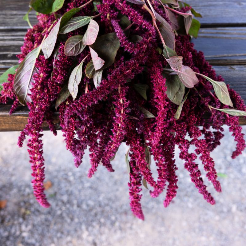 Amaranthus Oeschberg  Seed