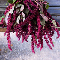 Amaranthus Oeschberg  Seed