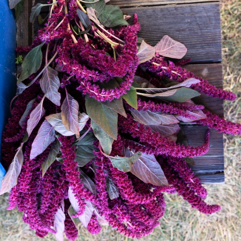 Amaranthus Oeschberg  Seed