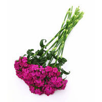 Dianthus Sweet Neon Purple F1 Seed